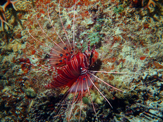 Lionfish found in coral reef area at Sabah, Malaysia