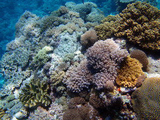 Coral reef area at Sabah, Malaysia