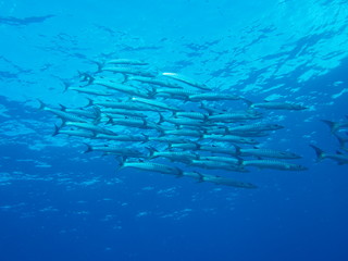 School of barracudas in Sabah, Malaysia