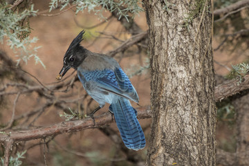 Stellar's Jay