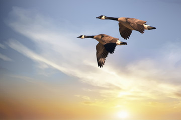 Canada Geese on the Wing