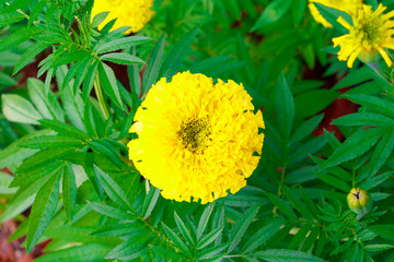 marigold flower yellow on the tree in garden beautiful background with copy space add text  (Calendula Flowers) High definition image