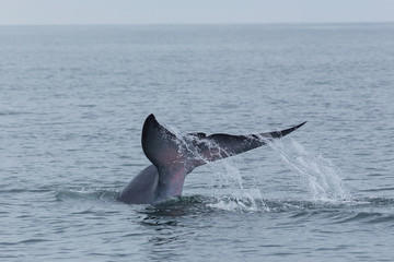 Fototapeta premium Bryde's whale, Eden's whale feeding small fish, Whale in gulf of Thailand