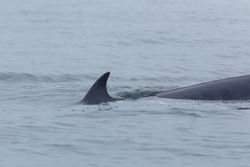 Bryde's whale, Eden's whale feeding small fish, Whale in gulf of Thailand