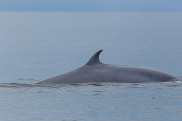 Fototapeta premium Bryde's whale, Eden's whale feeding small fish, Whale in gulf of Thailand