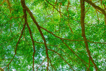 branch leaf of tree beautiful in the forest, bottom view