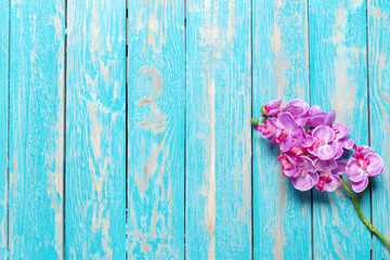 Beautiful fresh flower on wooden table, top view