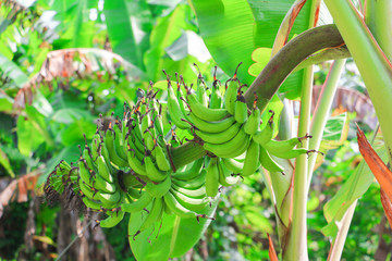 banana raw with a bunch on the tree with copy space add text © pramot48