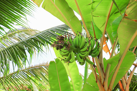 banana raw with a bunch on the tree with copy space add text