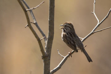Song Sparrow