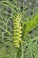 Сaterpillar  (Papilio xuthus) 1