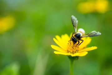 Bee pollen