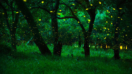 Firefly flying in the forest..Fireflies in the bush at night at Prachinburi province,...