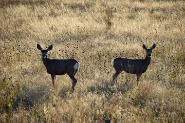 Mule Deer