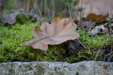 Blatt einer Stieleiche auf Moospolster