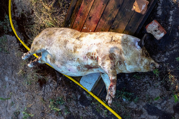 Dead pig after burning before washing