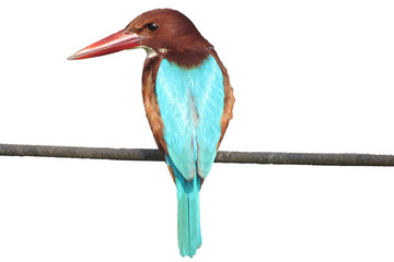 isolated on white background kingfisher bird siting on electric wire watching fish cut out blue yellow grey red orange color eyes beak