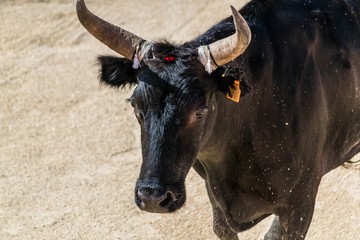 Course Camarguaise.