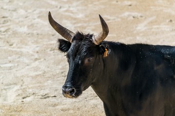 Course Camarguaise.