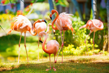 The pink Caribbean flamingo goes on water. Pink flamingo goes on a swamp