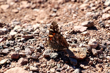 butterfly in the desert of death valley in California, USA