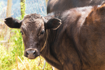 young calf close-up in the Caucasus