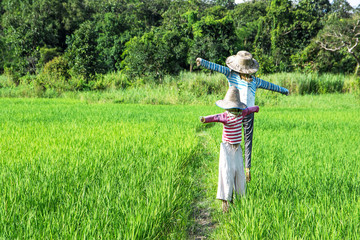 Closeup of scarecrows standing at green rice field with forest background