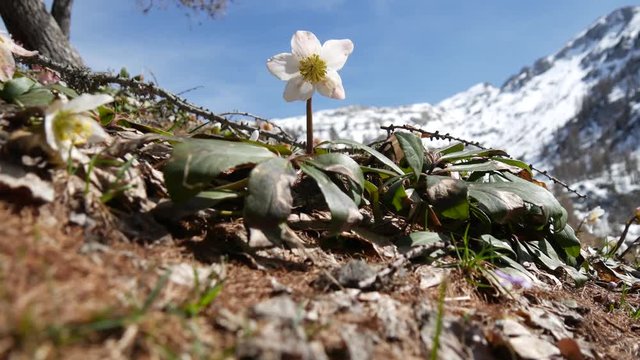 Anemoni in montagna
