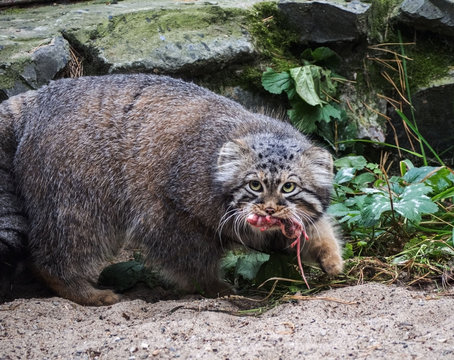 Hunting pallas's cat, also known as the manul. Carries the prey in the hole.