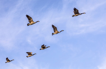 swarm of goose flying