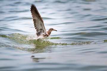 Seagull taking off