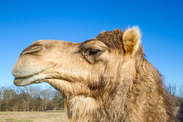 Camel