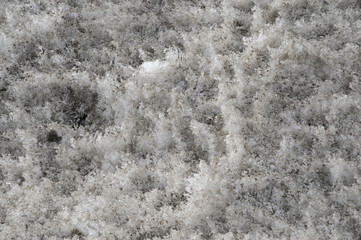 Close up on melting dirty snow background