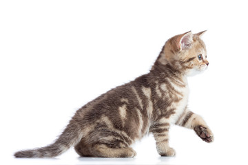 Tabby cute cat kitten isolated on white background