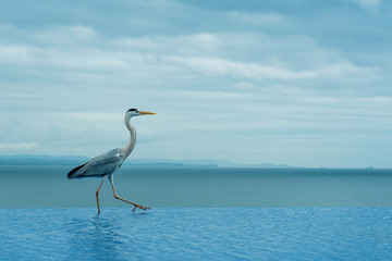 モデルウォーク