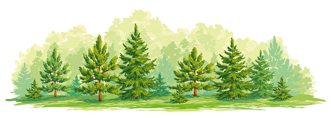 Young forest of pine and fir trees- vector graphic - obrazy, fototapety, plakaty