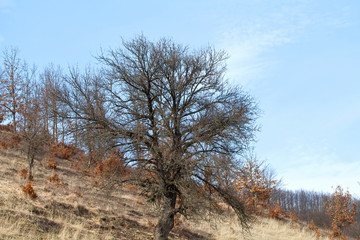 Dry trees and sky in Transilvania
