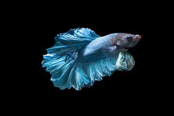 Emotion of blue fighting fish isolated on black background