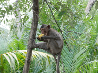 Monkey Thailand