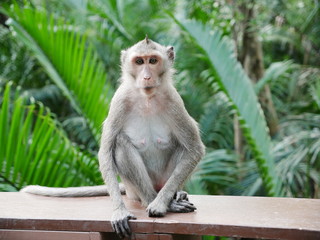 Monkey Thailand