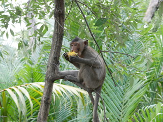 Monkey Thailand