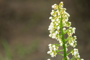 Closeup of White herbal flower buds of Xiphidium caeruleum Aubl plant with defocus background in the garden, Thailand