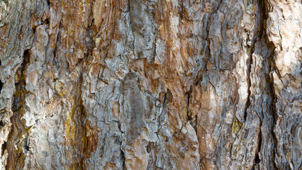 Background of a living pine