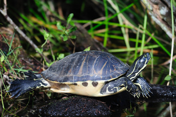 Turtle on a log