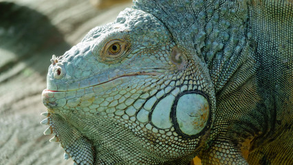 Green iguana ordinary
