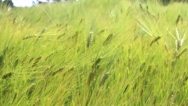 Spighe al vento nei campi di grano