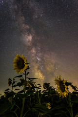 Milky Way over the sunflower field