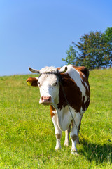 single cow on the chain standing on green meadow on blue sky background