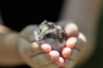 Little hamster in human hands.