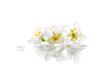 Naklejka na ściany i meble blooming beautiful white flower isolated